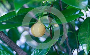 Nutmeg fruit in Indonesia