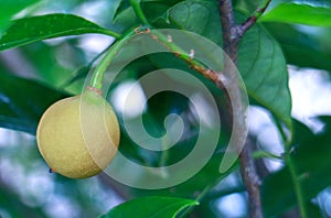 Nutmeg fruit in Indonesia