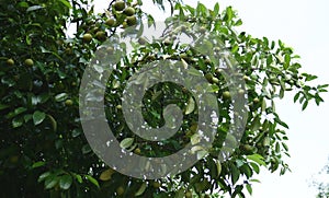 Nutmeg fruit in Indonesia