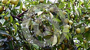 Nutmeg fruit in Indonesia