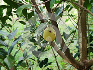 A nutmeg fruit inthe nutmeg tree