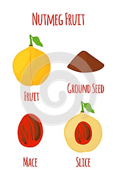 Nutmeg fruit, organic nut, ground seed, powder. Vector illustration