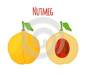 Nutmeg fruit, organic nut, healthy vegetarian food. Vector illus