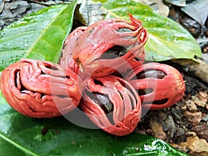 Nutmeg fruit