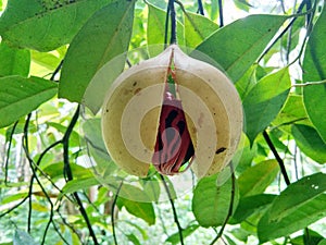 Nutmeg fruit