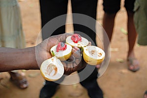 Nutmeg fruit shown on the Spice tour in rural Zanzibar, Africa