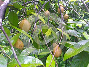 Nutmeg fruits in the tree and ready to fall