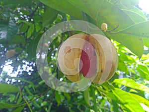 Nutmeg fruits in the tree and ready to fall