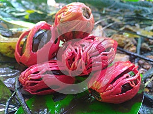 Nutmeg fruits in the tree and ready to fall