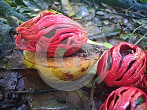 Nutmeg fruits in the tree and ready to fall