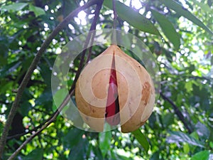 Nutmeg fruits in the tree and ready to fall