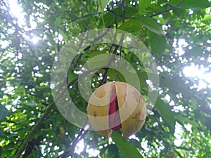 Nutmeg fruits in the tree and ready to fall