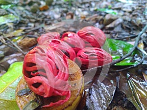 Nutmeg fruits in the tree and ready to fall