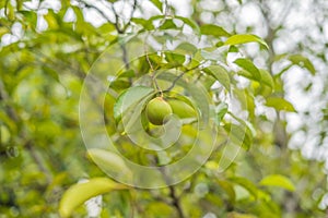Nutmeg in green background on a tree