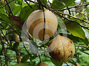 Nutmeg in green fade background