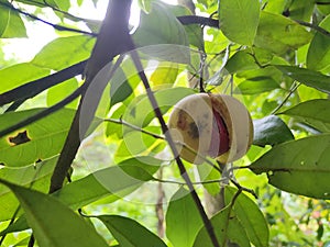 Nutmeg in green fade background