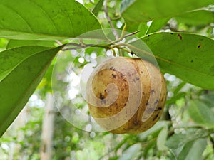 Nutmeg in green fade background