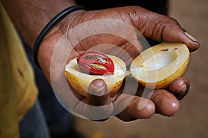 A nutmeg in a hand of a Zanzibar man