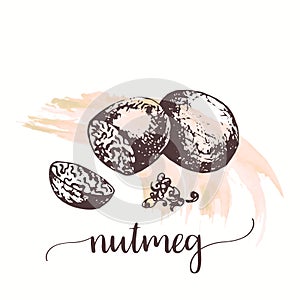Nutmeg nut seed sketch on watercolor paint. Hand drawn ink illustration of organic spice . Vector design for tags, cards