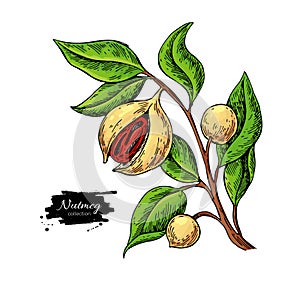 Nutmeg plant branch vector drawing. Botanical illustration. Vintage hand drawn spice sketch.