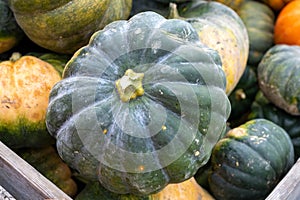 Nutmeg pumpkin. The nutmeg pumpkin has a green or brownish-orange peel and a roundish, ribbed shape.