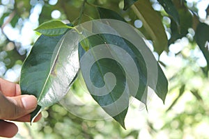 Nutmeg, Sadikka, genus Myristica. Myristica fragrans, fragrant nutmeg or true nutmeg is a dark-leaved evergreen tree cultivate
