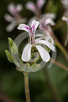 Nutmeg-Scented Geranium