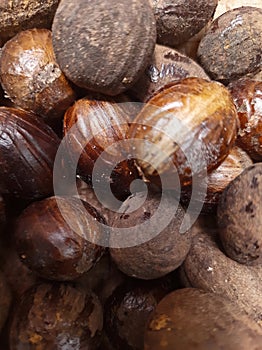 Nutmeg is the seed or ground spice of several species of the genus Myristica