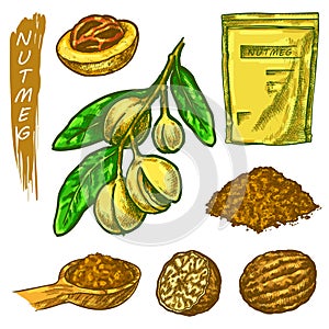 Nutmeg sketch elements set, branch with fruit