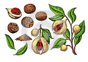 Nutmeg spice vector drawing. Ground seasoning nut sketch. Dried seeds and fresh mace fruits