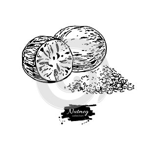 Nutmeg spice vector drawing. Ground seasoning nut sketch. Herbal ingredient, culinary and cooking flavor.