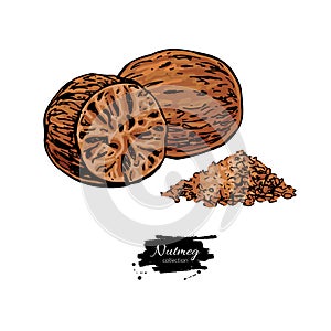 Nutmeg spice vector drawing. Ground seasoning nut sketch. Herbal ingredient, culinary and cooking flavor.