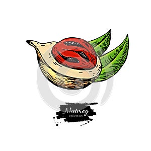 Nutmeg spice vector drawing. Mace fruit seasoning nut sketch. Herbal ingredient, culinary