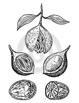 Nutmeg spice vector sketch. Ground seasoning nut. Dried seeds and fresh mace fruits