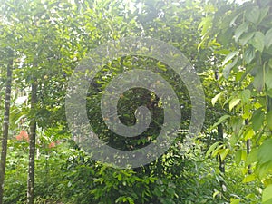 Nutmeg tree in the Indian forest