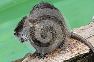 Nutria photo