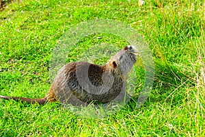 Nutria