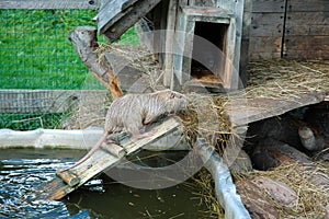 Nutria