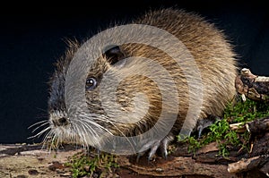 Nutria