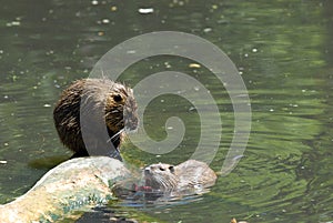 Nutria