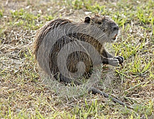 Nutria