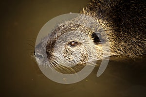 Nutria