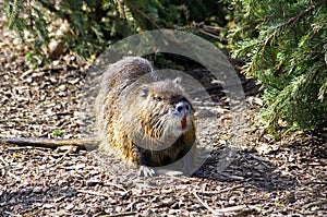 Nutria