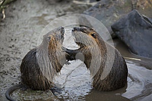 Nutria arguing