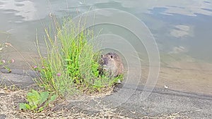 Nutria on the bank of lake eating grass and flowers