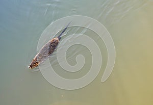 Auf der Banken aus Kanal suchen mahlzeit. Teiche a flüsse (oder stagniert Wasser) aus 