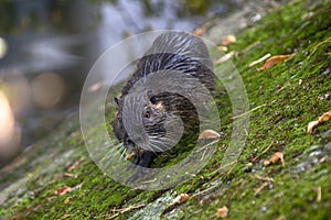 Nutria on banks of the canal. Wild nutria