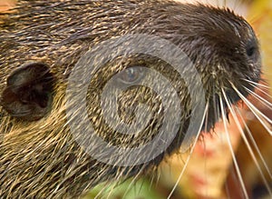 Nutria on banks of the canal. Wild nutria