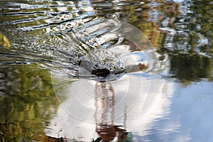 Nutria on banks of the canal. Wild nutria