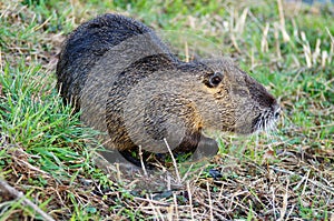 A nutria on the banks of the Nidda river in Frankfurt am Main